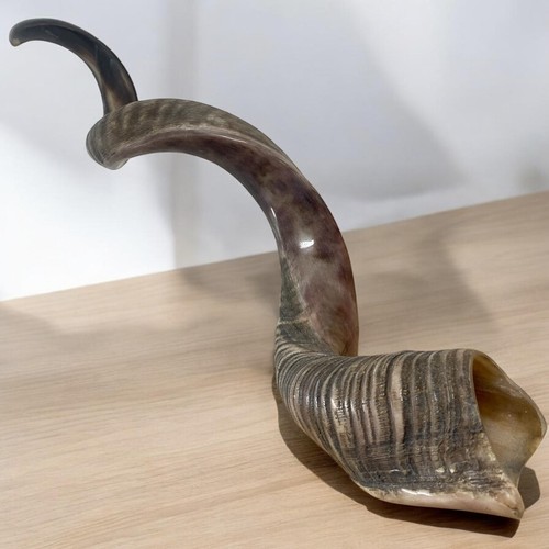 Xxxl kudu yemenite horn - xxxl,