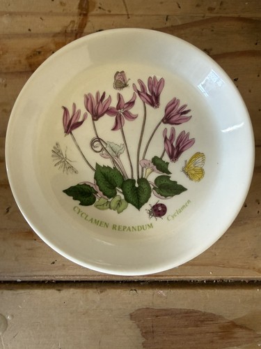 Portmeirion cyclamen repandum - cyclamen,