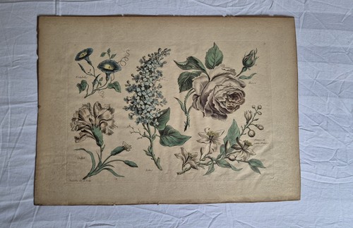 Antique 18th century - 18th,