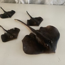 Devil Fish 10" Long & 3 Babies