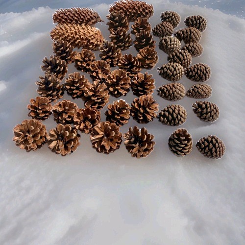 Over pine cones ideal - 50,