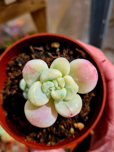 Sedum clavatum variegated - sedum,