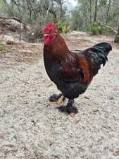 1 Dozen Large Fowl Standard