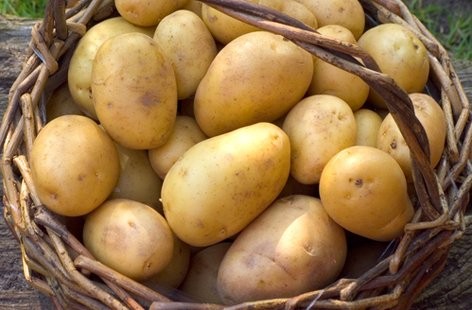 Duke york seed potatoes - york,