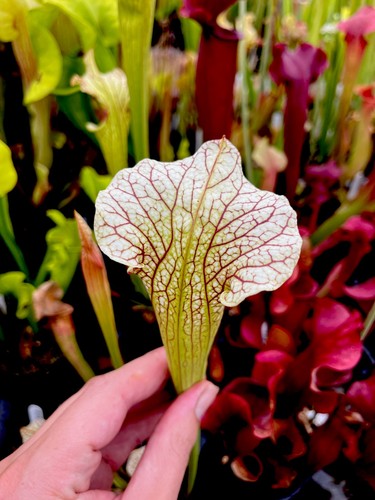 Sarracenia charmaine asbo 05 - sarracenia,