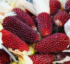 RED STRAWBERRY CORN - popcorn seeds - 85 seeds - Zea Japonica - heirloom vegetab