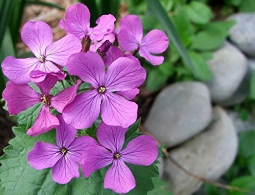 Lunaria mixed honesty 6 x - 'honesty',