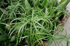 Cyperus involucratus Umbrella