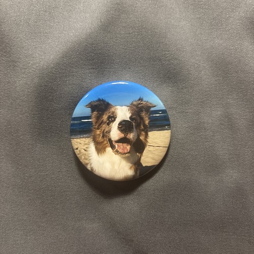 Border collie australian - collie,