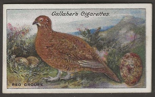 Gallaher birds nests - gallaher-birds,