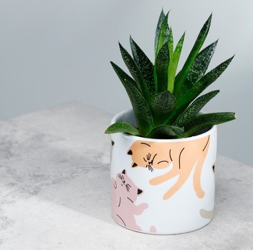 Puckator ceramic cat life - 'cat's, life'