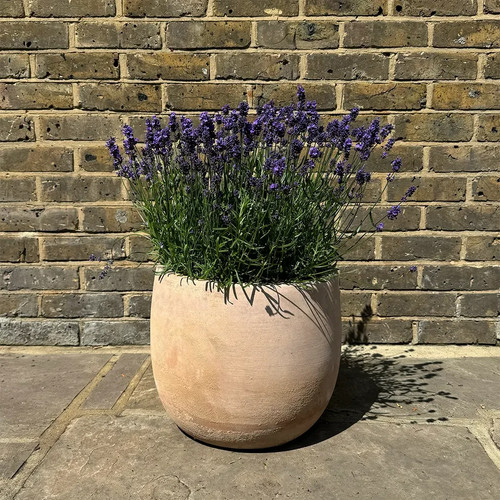Large lavender plants bee - large, |