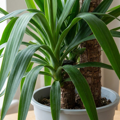 Yucca elephantipes spineless - 1,