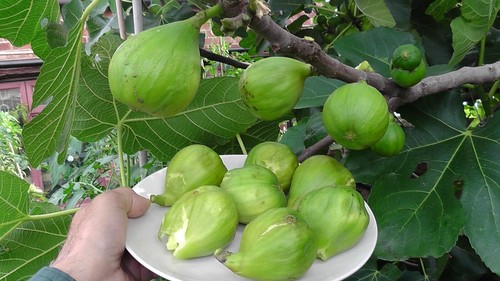 Fig tree superbly - fig,
