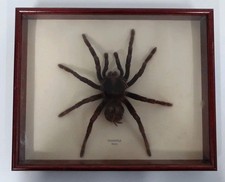 Tarantula from Peru Framed (09)GA