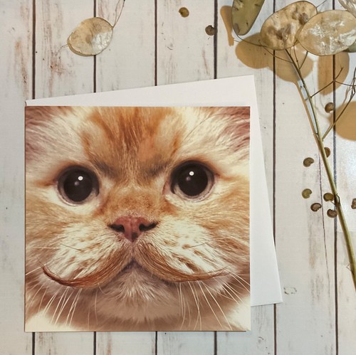 Funny ginger cat with - funny,