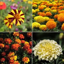 Marigold Seeds - Huge Selection of Varieties
