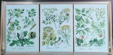 Botanical Prints Vintage Flowers Floral Herbs Illustration Art Set 3 For Framing