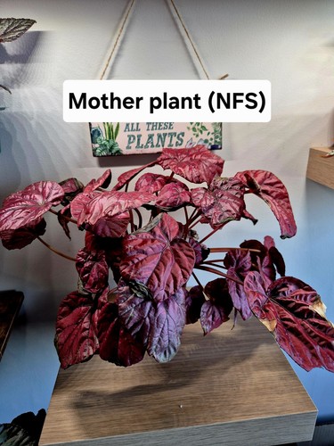 Rare begonia inca flame pups - 'inca, flame'