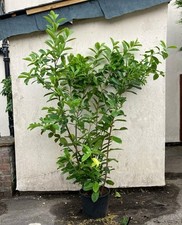 10x 6-7ft INSTANT Hedge Cherry Laurel Healthy Established Evergreen