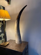 Vintage Longhorn Cattle Horn 