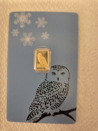 Pamp snowy owl - snowy, gold
