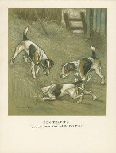 Smooth and wire fox terrier - wire,