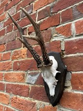 Nice Real XL Roe Deer/Buck