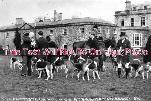 122 cattistock hunt fox - cattistock,