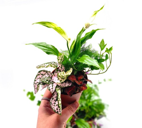 Terrarium plant bundle 5 - terrarium,