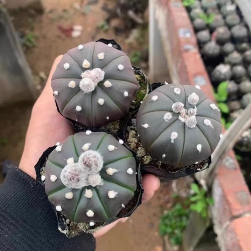 3pcs 3cm succulent cactus - 3cm,