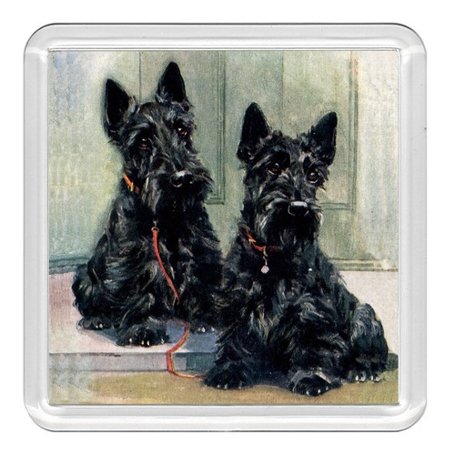 Scottish terrier scottie dog - terrier,