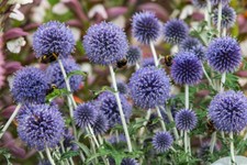 6 Echinops Ritro Blue Globe Thistle Hardy Herbaceous Perennial   Plug Plants