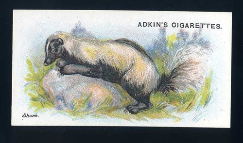 Adkin wild animals the - animals, of