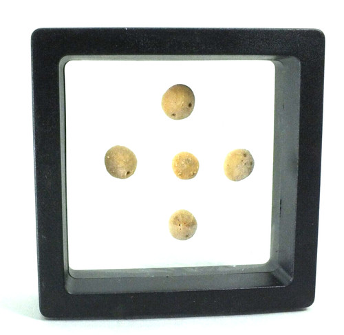 Echinoid fossils framed - echinoid,
