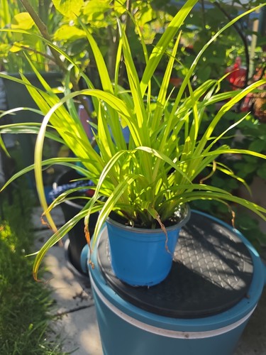 Carex pendula garden - carex,