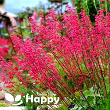 RED CORAL BELLS - Heuchera sanguinea - 3300 seeds - Perennial Flowers