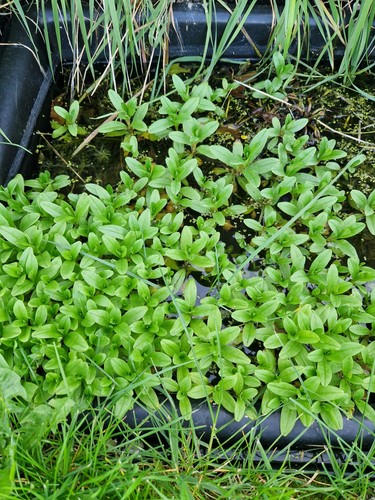 Forget not pond plant - pond, 2
