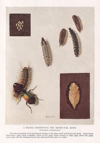Beetles and parasites - beetles,