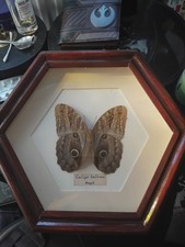 The Brazillian Owl Butterfly In Deep Box Display Frame Caligo Beltrao taxidermy