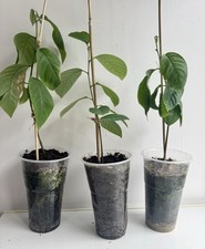 ?Live Creamy Custard Apple-1 Plant –Healthy & Thriving Sapling Ready to Grow ?