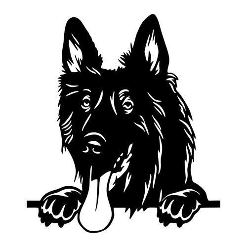Belgian shepherd dog peeking - dog,