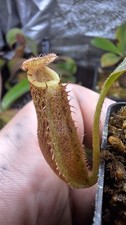 Nepenthes (Veitchii big mama x