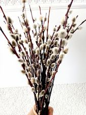 Bouquet of real dried Pussy
