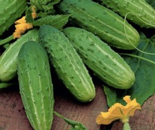 Gherkin Cucumber Sremski. 3x