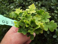 Doryopteris cordata fern