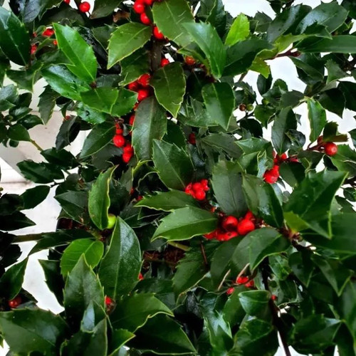 Ilex meserveae blue maid - ilex, maid'