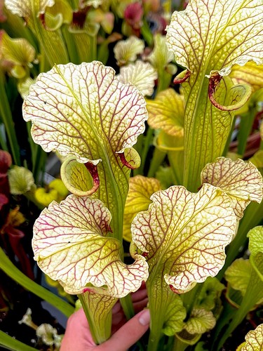 Sarracenia moorei marston - x,