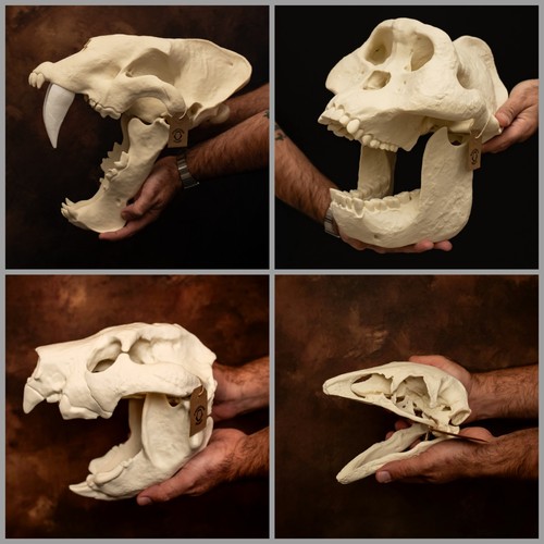 Extinct skull replica set - replica,
