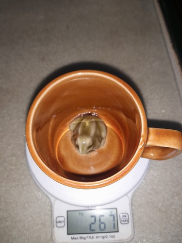Vintage surprise frog mug - frog,
